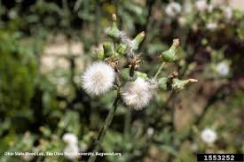 Attēlu rezultāti vaicājumam “Sonchus arvensis subsp. uliginosus bud”