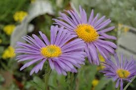 Image result for Aster alpinus