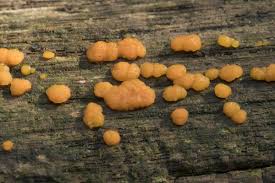 Attēlu rezultāti vaicājumam “Dacrymyces stillatus”