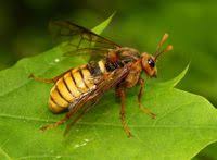 Attēlu rezultāti vaicājumam “Cimbex luteus”