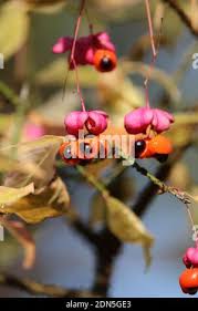 Attēlu rezultāti vaicājumam “Euonymus verrucosus fruit”