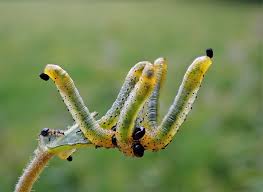 Attēlu rezultāti vaicājumam “Pristiphora maesta larva”