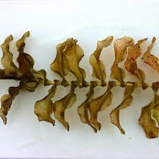 Attēlu rezultāti vaicājumam “Potamogeton perfoliatus flower”