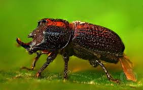 Attēlu rezultāti vaicājumam “Sinodendron cylindricum”