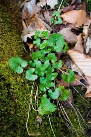 Attēlu rezultāti vaicājumam “Alliaria petiolata leaf”
