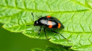 Attēlu rezultāti vaicājumam “Scaphidium quadrimaculatum”