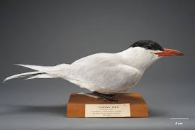 Attēlu rezultāti vaicājumam “Hydroprogne caspia”