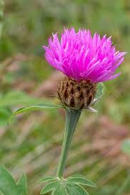 Attēlu rezultāti vaicājumam “Centaurea phrygia flower”