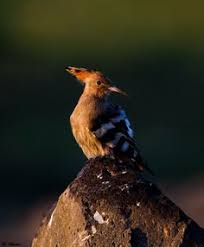 Image result for hoepoe