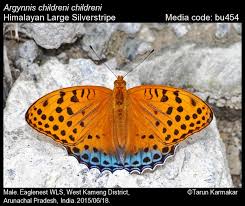 Attēlu rezultāti vaicājumam “Argynnis laodice male”