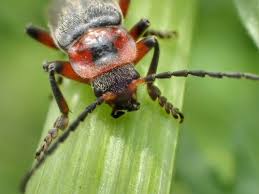 Attēlu rezultāti vaicājumam “Cantharis rustica imago”