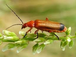 Attēlu rezultāti vaicājumam “Rhagonycha fulva”