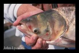 Image result for Hypophthalmichthys nobilis