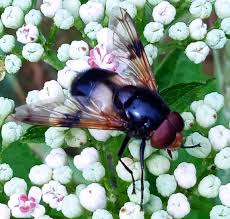 Attēlu rezultāti vaicājumam “Volucella pellucens”