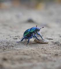 Attēlu rezultāti vaicājumam “Trypocopris vernalis”