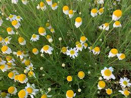 Attēlu rezultāti vaicājumam “Matricaria chamomilla”