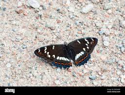 Attēlu rezultāti vaicājumam “Limenitis populi underside”