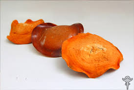 Attēlu rezultāti vaicājumam “Antrodia”