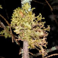 Attēlu rezultāti vaicājumam “Tuckermannopsis chlorophylla”