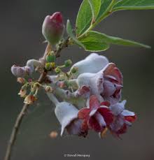 Attēlu rezultāti vaicājumam “Exobasidium vaccinii”