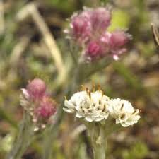 Attēlu rezultāti vaicājumam “Antennaria dioica male flower”