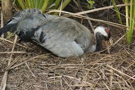 Attēlu rezultāti vaicājumam “Grus grus nest”