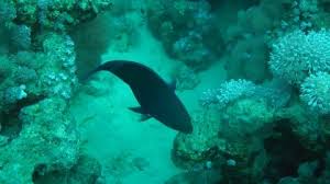 Image result for Scarus fuscopurpureus