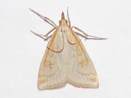 Attēlu rezultāti vaicājumam “Udea lutealis”