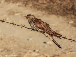 Attēlu rezultāti vaicājumam “Cuculus canorus”