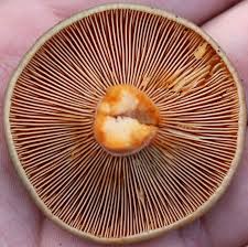 Attēlu rezultāti vaicājumam “Lactarius deliciosus”