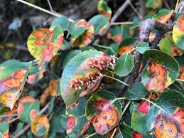Attēlu rezultāti vaicājumam “Gymnosporangium sabinae”