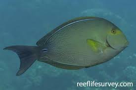 Image result for Acanthurus blochii