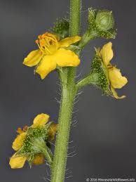 Attēlu rezultāti vaicājumam “Agrimonia pilosa flower”