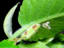 Attēlu rezultāti vaicājumam “Satyrium w-album underside”