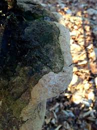 Attēlu rezultāti vaicājumam “Phellinus alni”