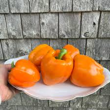 Afbeeldingsresultaat voor orange sun sweet pepper