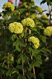 Attēlu rezultāti vaicājumam “Viburnum opulus bud”
