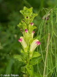 Attēlu rezultāti vaicājumam “Pedicularis sceptrum-carolinum leaf”