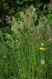 Attēlu rezultāti vaicājumam “Holcus lanatus”