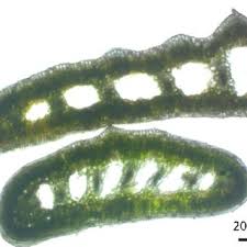 Attēlu rezultāti vaicājumam “Craterium aureonucleatum spores”
