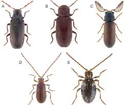 Attēlu rezultāti vaicājumam “Priobium carpini”