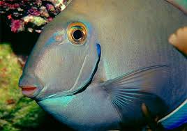 Image result for Acanthurus bahianus