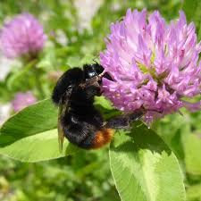 Attēlu rezultāti vaicājumam “Bombus lapidarius”