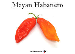Afbeeldingsresultaat voor chili maya hot pepper hot pepper