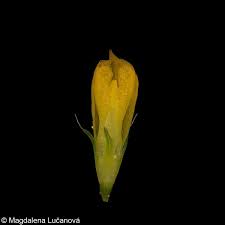 Attēlu rezultāti vaicājumam “Trifolium dubium fruit”