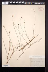 Attēlu rezultāti vaicājumam “Carex chordorrhiza”