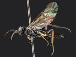 Attēlu rezultāti vaicājumam “Allantus cinctus”