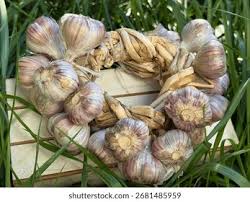 Attēlu rezultāti vaicājumam “Allium sativum fruit”