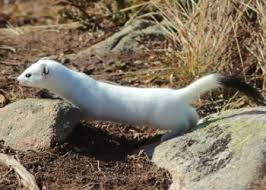 Attēlu rezultāti vaicājumam “Mustela erminea”