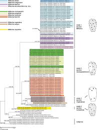 Attēlu rezultāti vaicājumam “Milesina murariae”